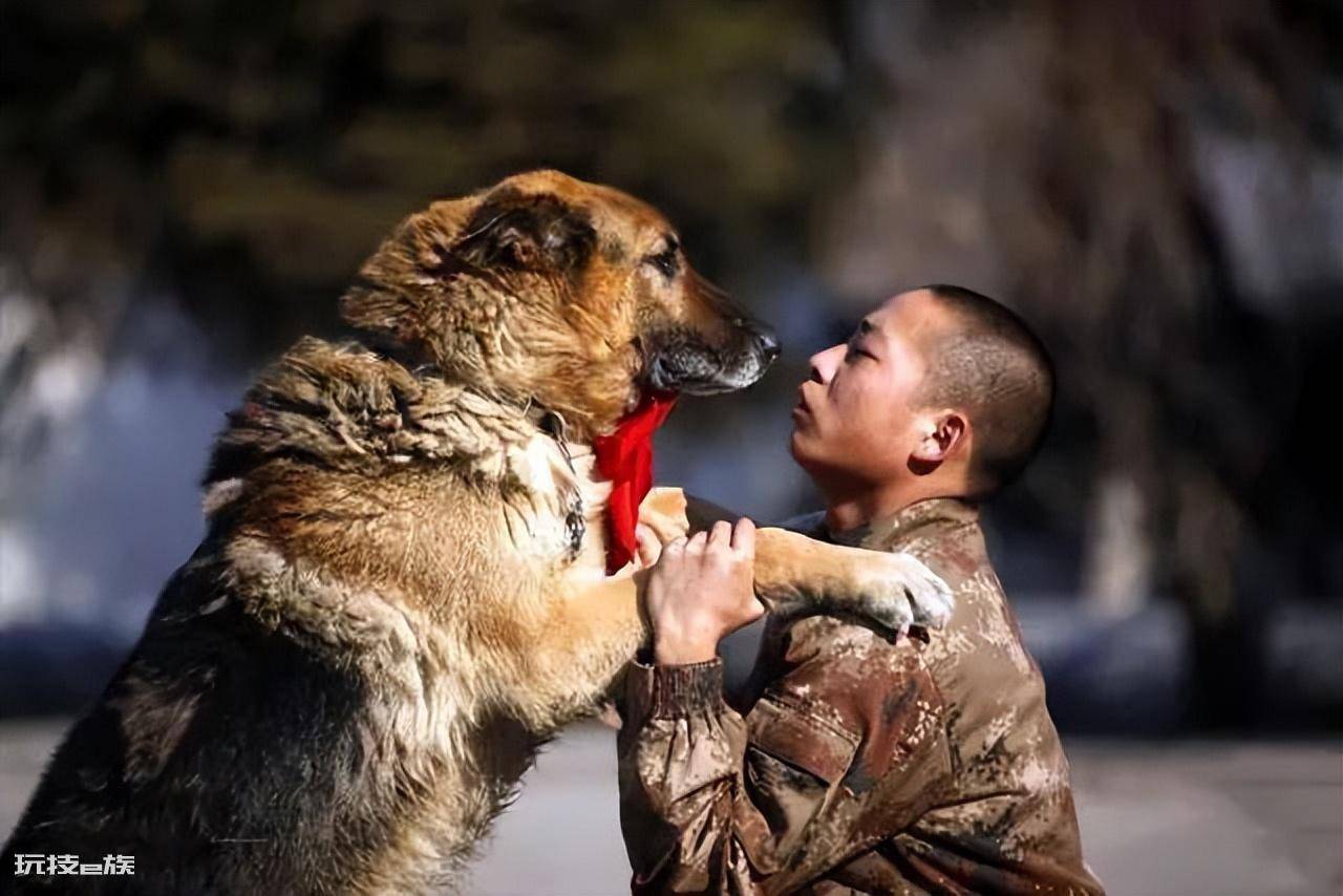 家养狗公有必要绝育吗(公狗绝育的好处与弊端有哪些)-图片6